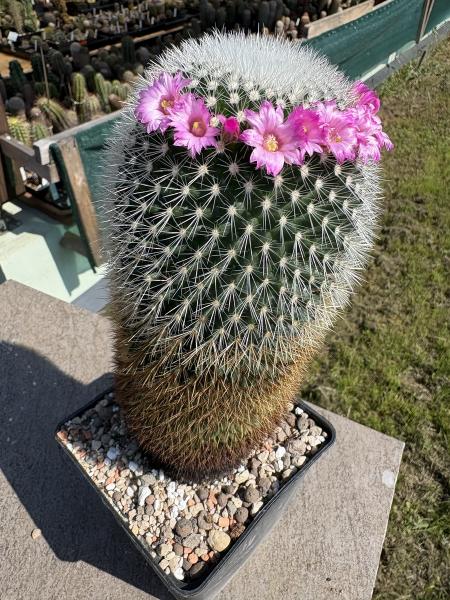 Mammillaria spinosissima